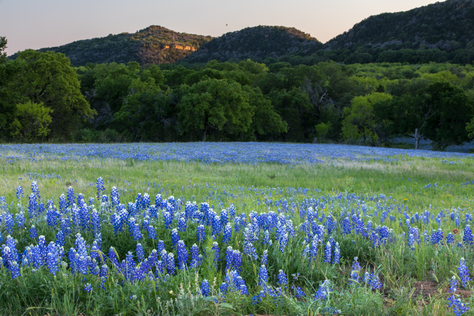 Blue Bonnets
