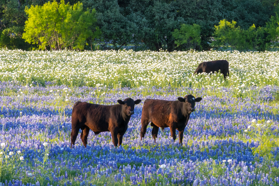 Pretty Pasture