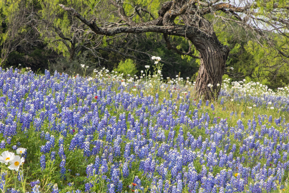 Blue Hill