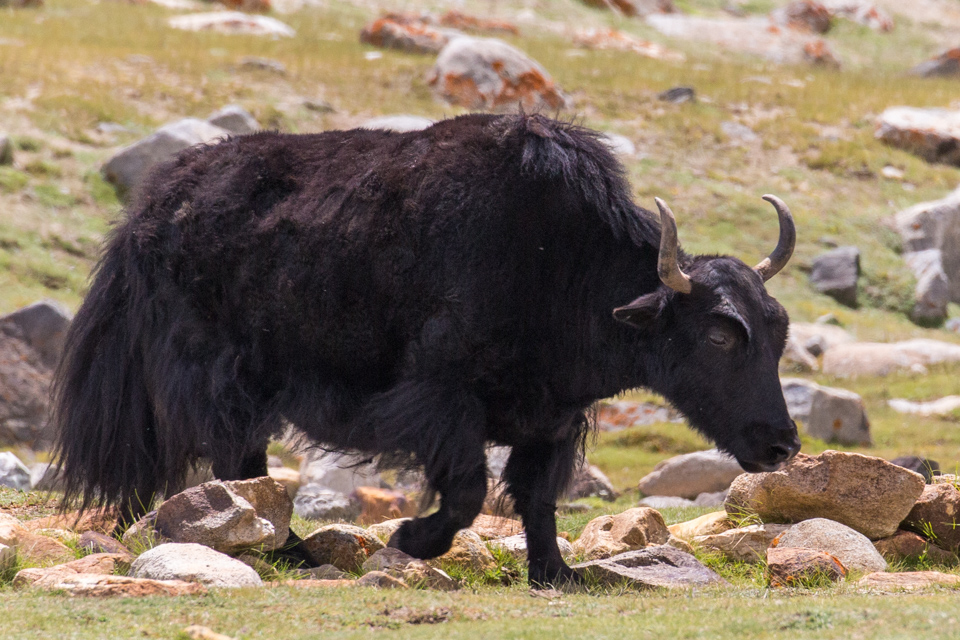 Yak