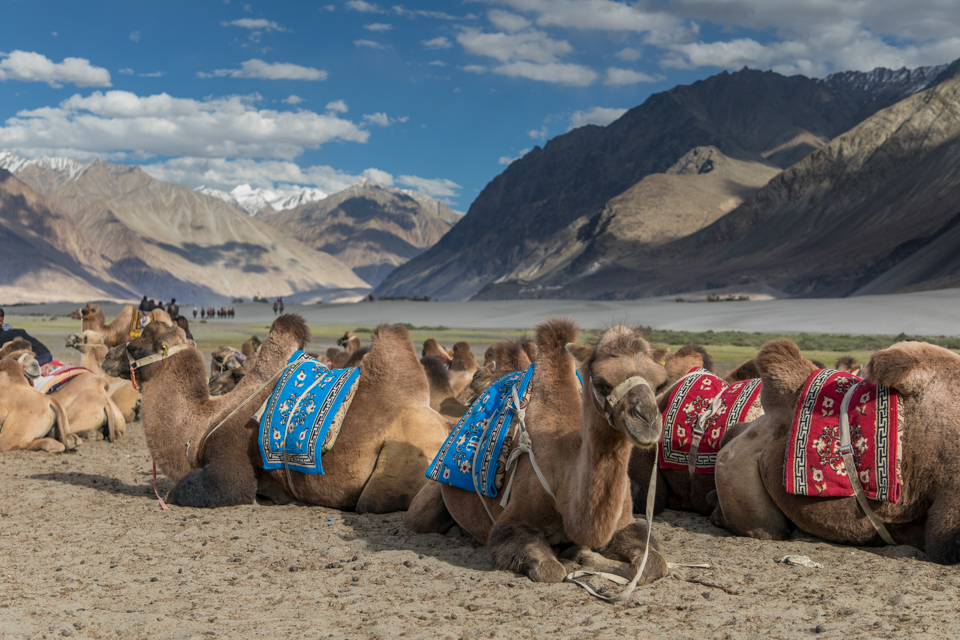 India Camels