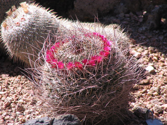 Flower Crown