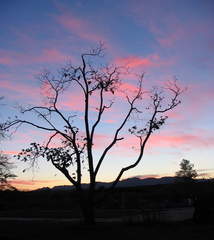 Nogales Tree