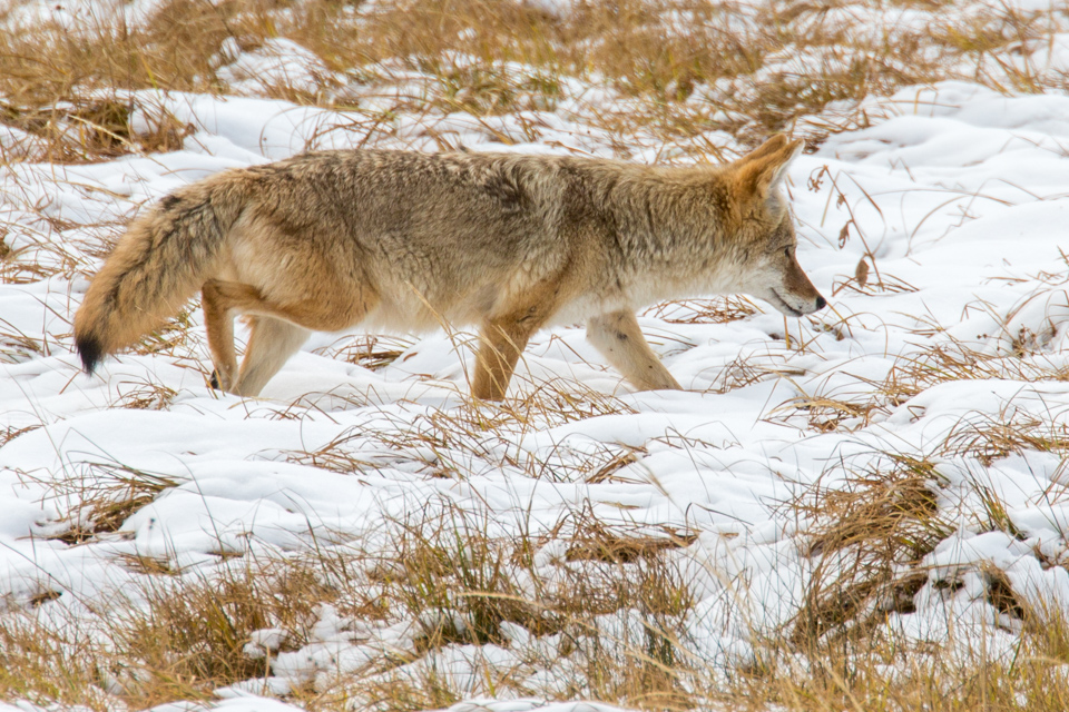 Hungry Coyote