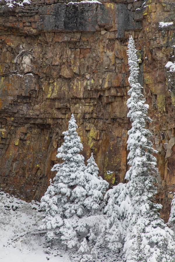 Snow Trees