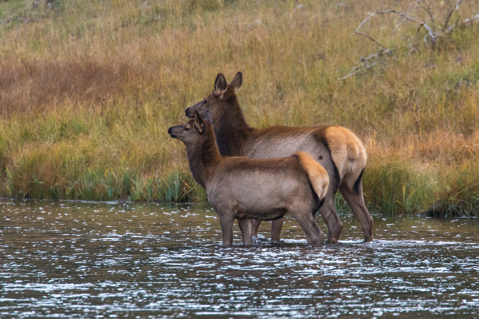 Alert Elk