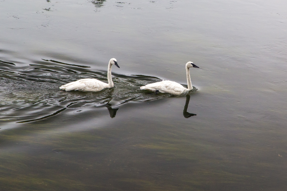 Swans