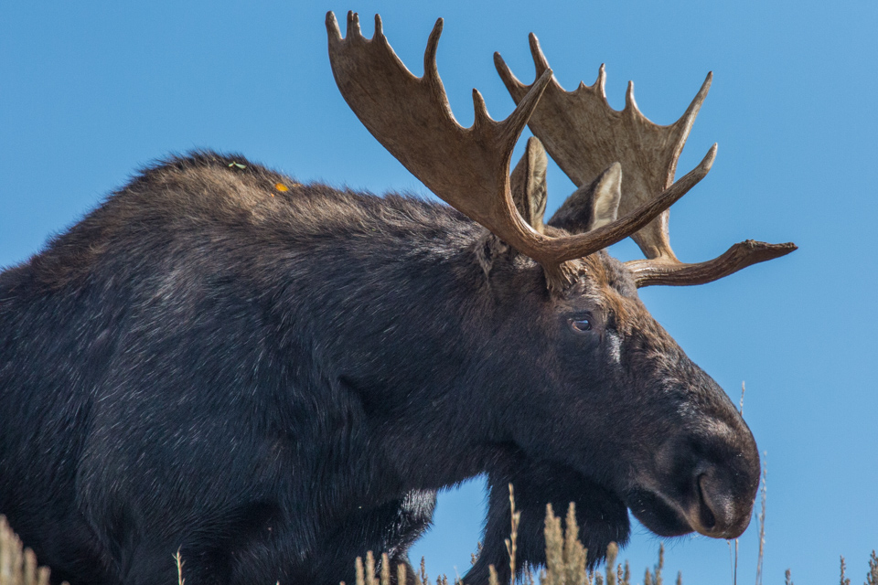 Big Moose