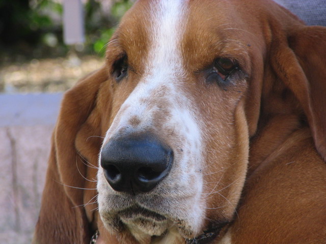 The Duke