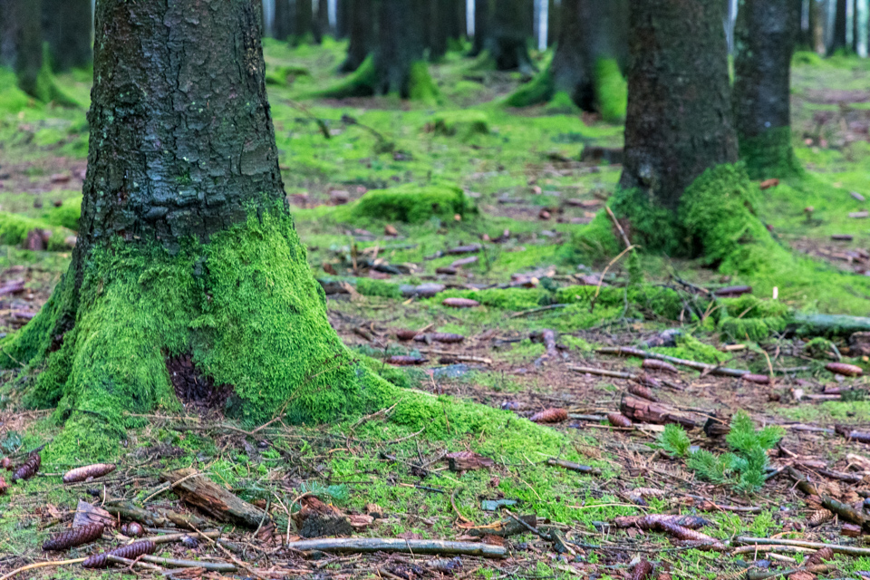 Moss