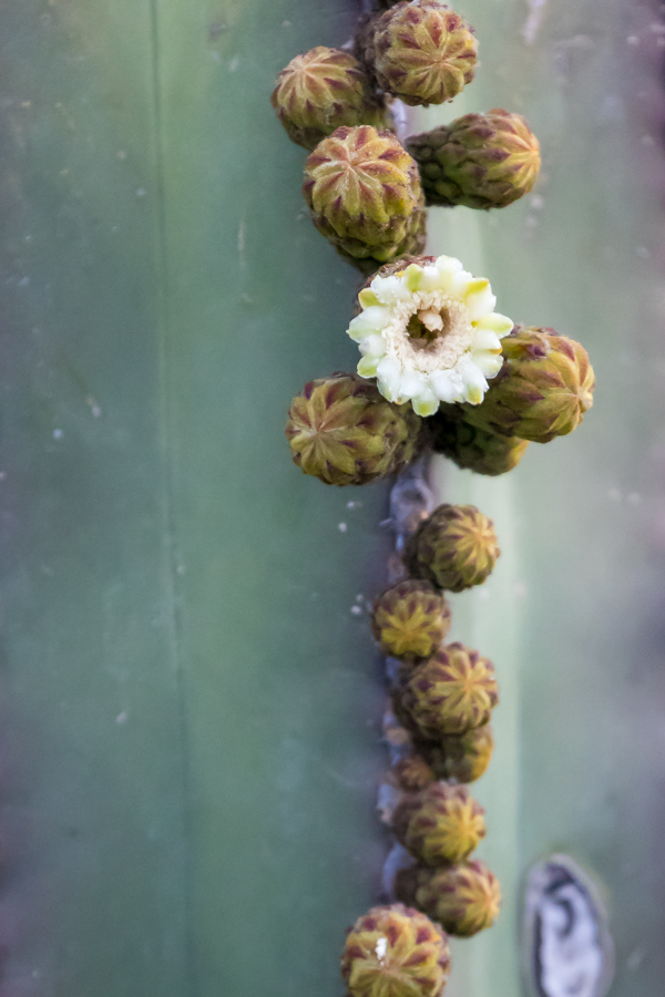 White Cactus Flower