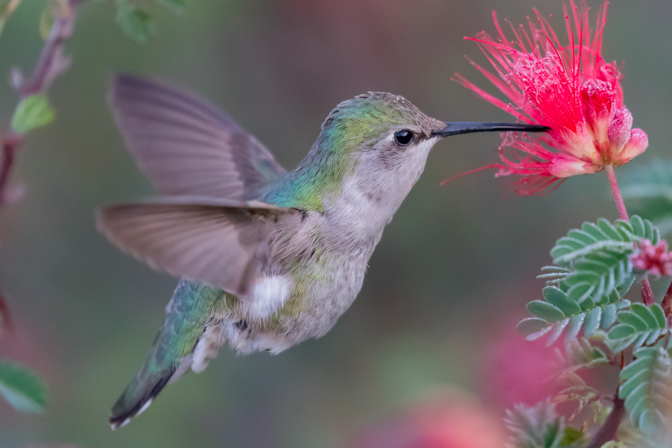 Small Feathers
