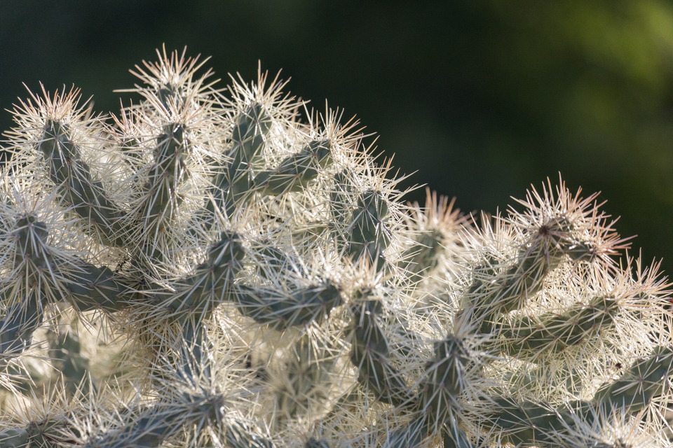 Spines Spines