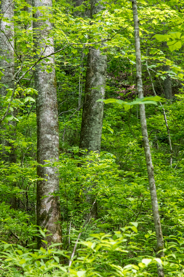 Trees in the Woods