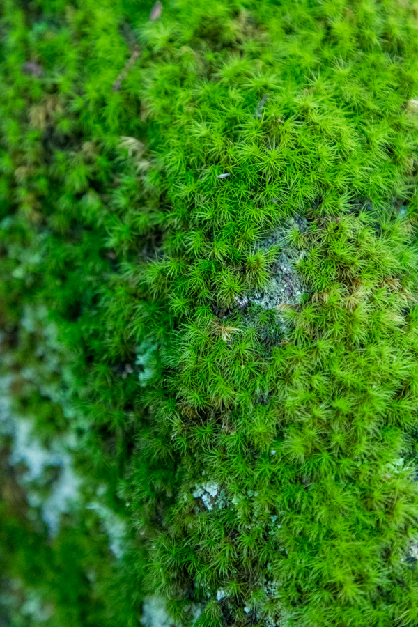 Green Rock