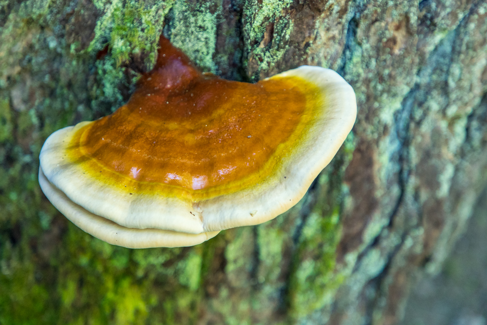 Colorful Fungus