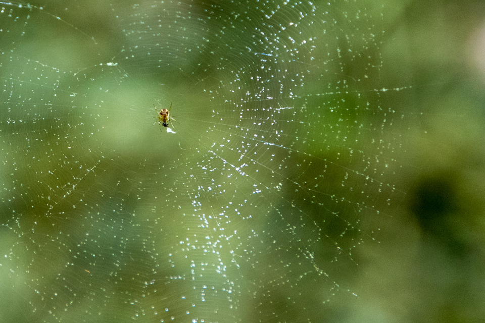 Woods Spider