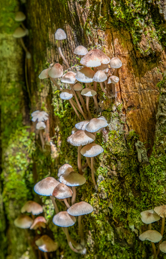 Mushroom Village