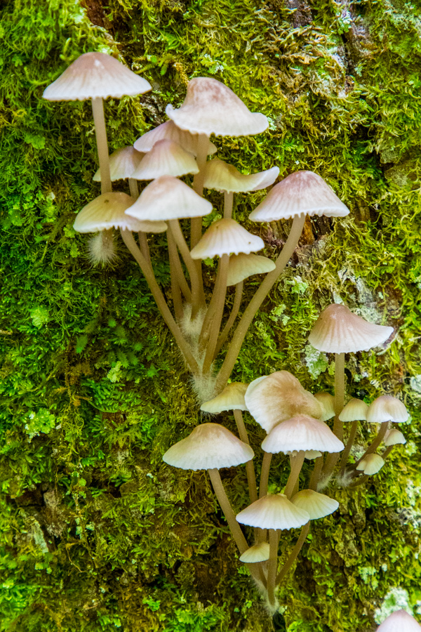 Mushroom Towers