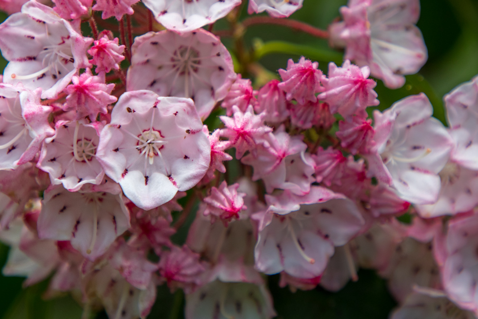 Mountain Laurel