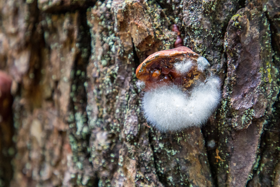 Odd Fuzz