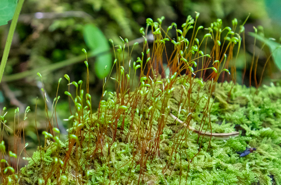 Moss Flags