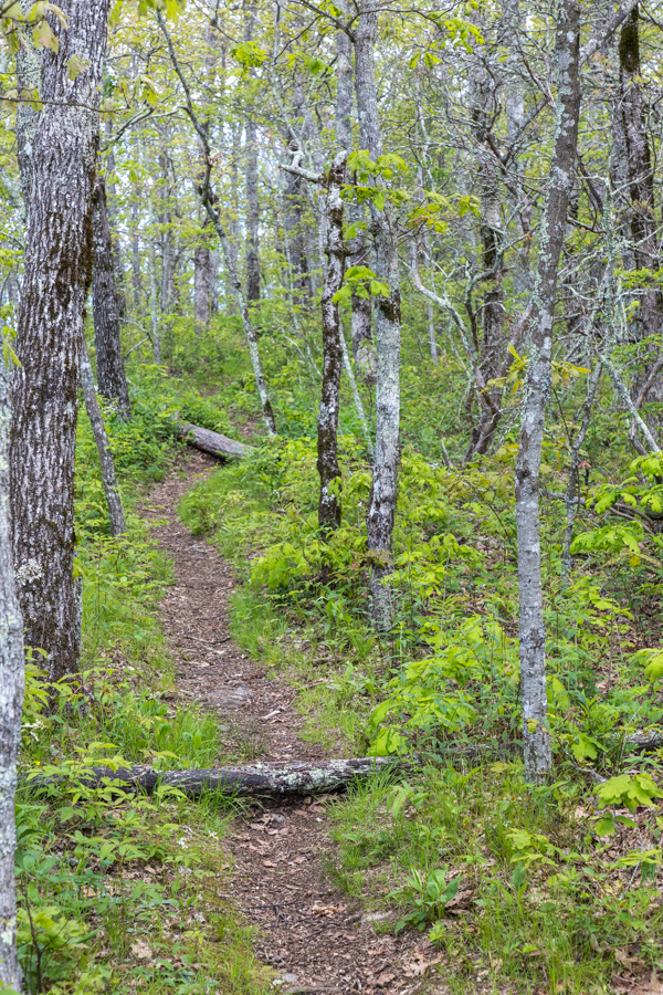 Jones Knob Trail