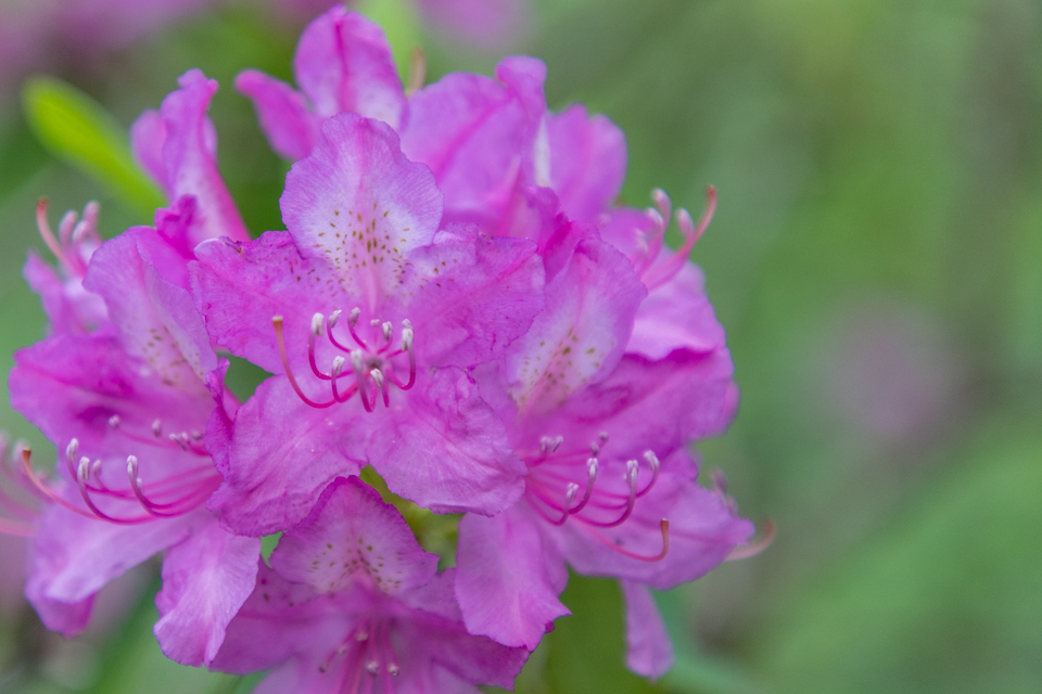 Rhododendron Flower