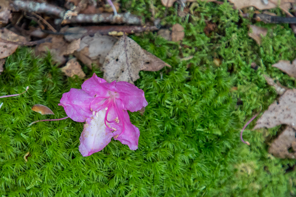 Pink and Green