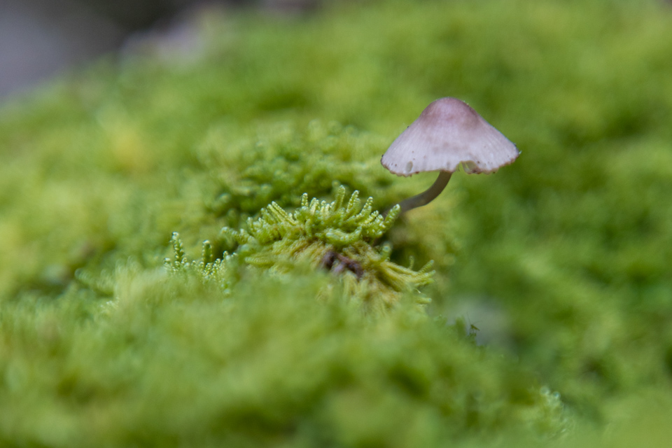 Lone Mushroom