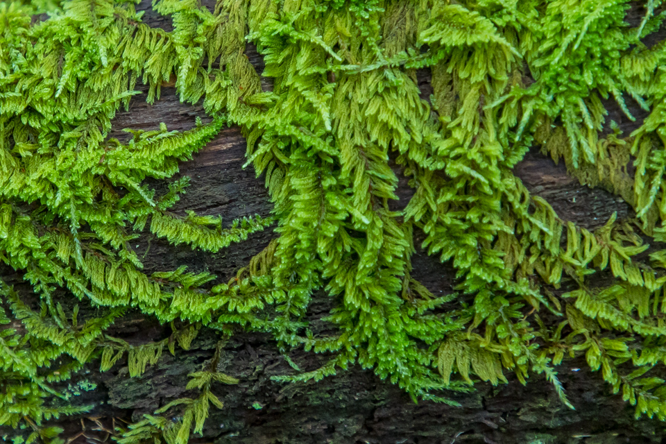 Green Tendrils 