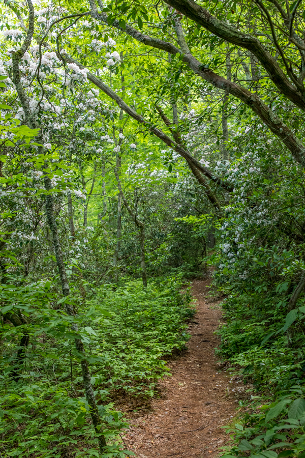 Wood Trail
