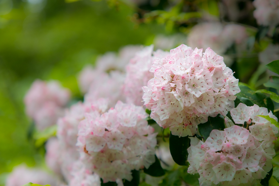Pink Mountain Laurel