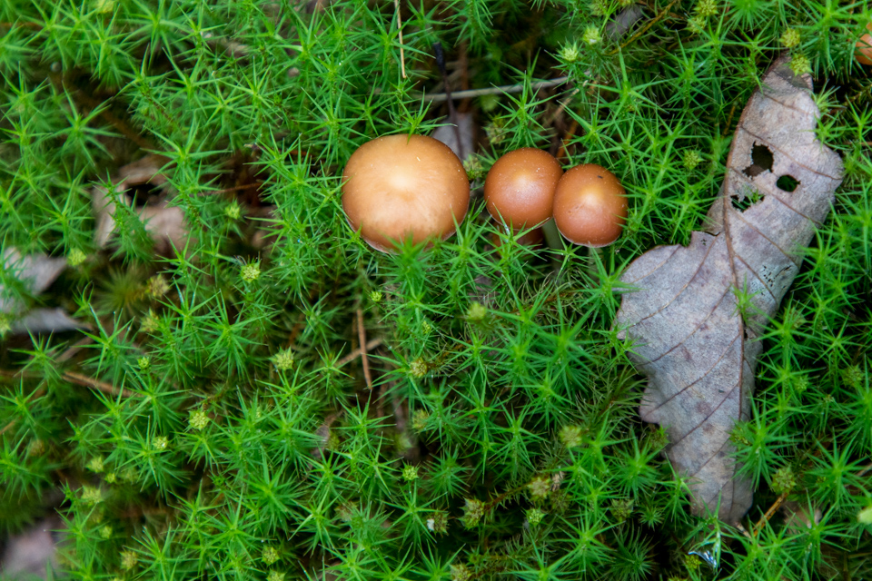 Eggs?