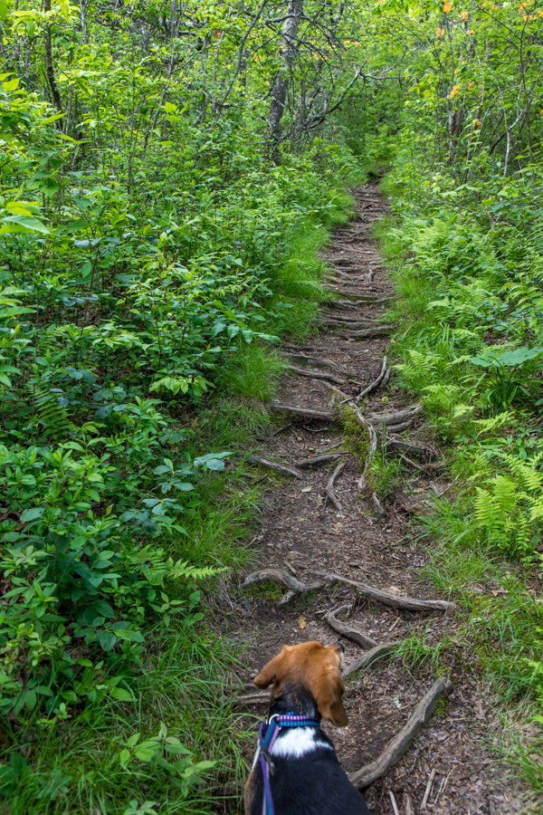 Riley on the Trail