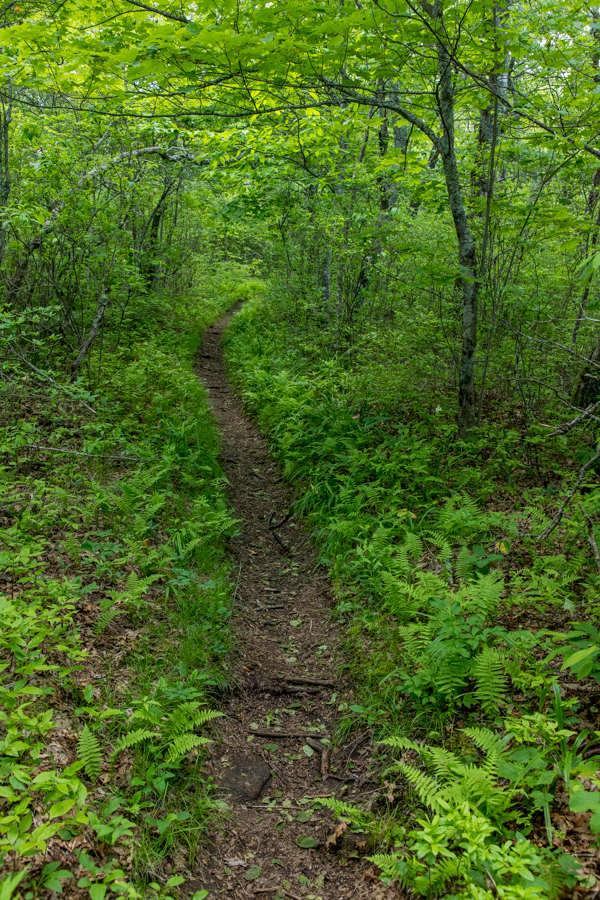 Mountain Trail