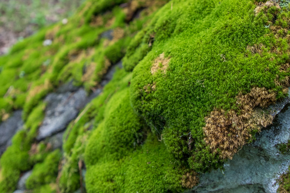 Moss Everywhere