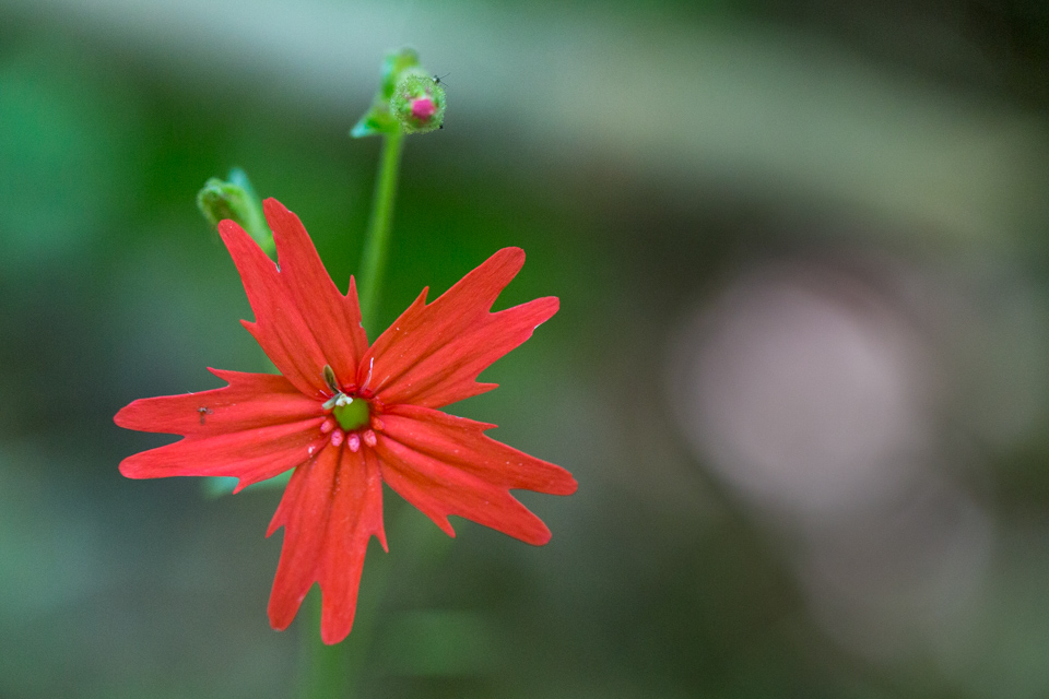 Red Burst