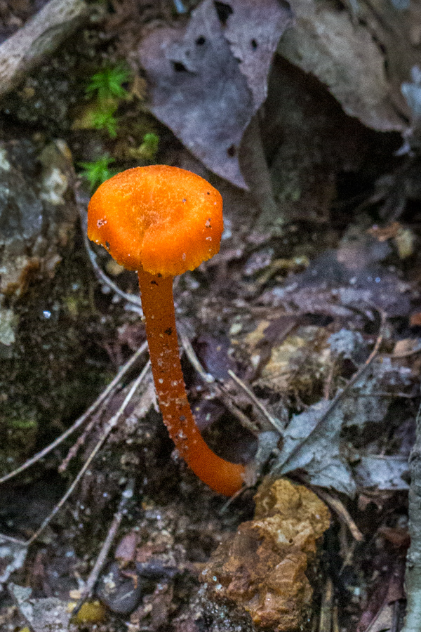 Orange Spot