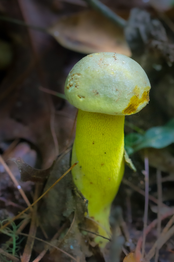 Yellow Fungus