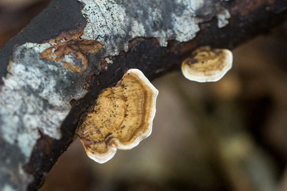 Wood Fungus