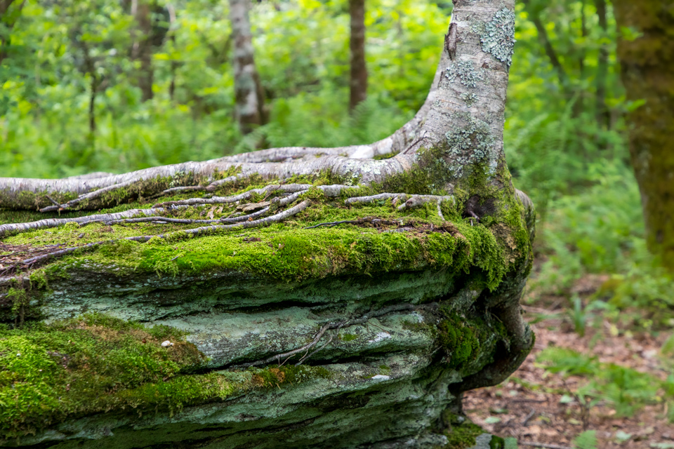 Rock tree