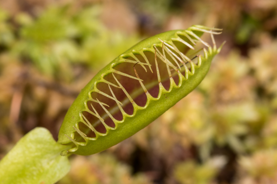 Fly Trap