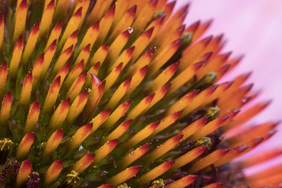 Closeup Coneflower