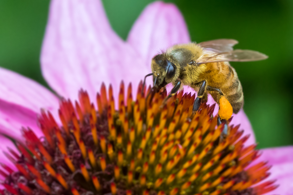 Gathering Pollen