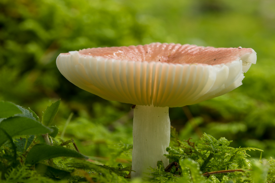 White Mushroom