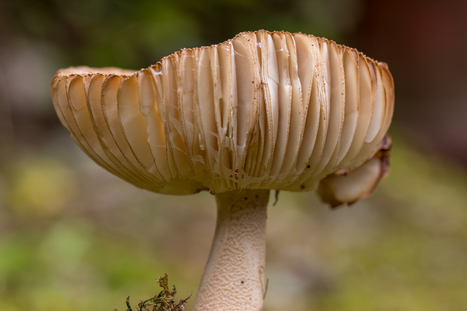 Broad Mushroom