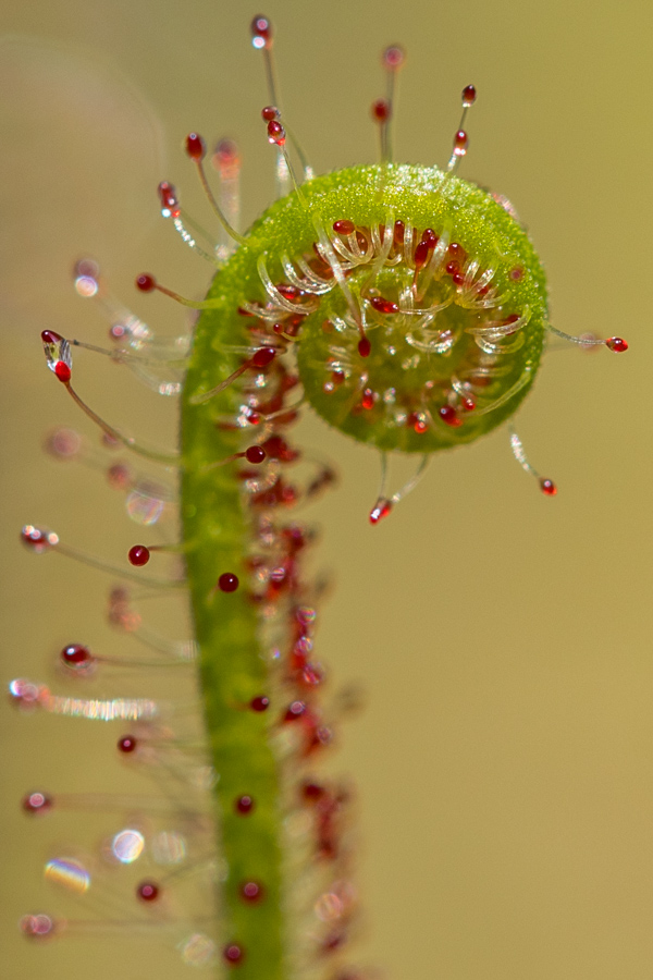 Thread-Leaved Sundew