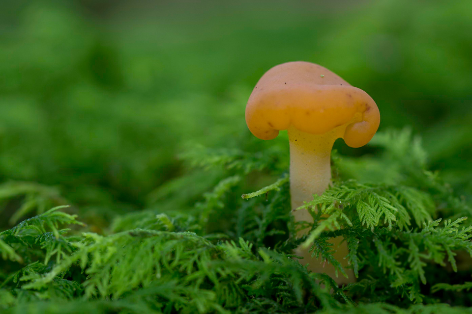 Little Forest
