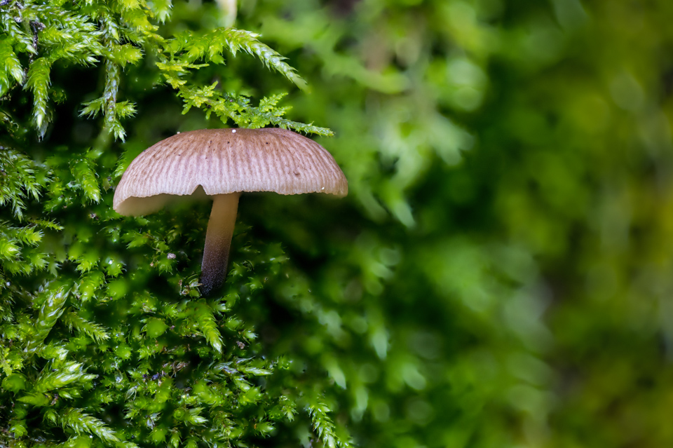 On a Tree